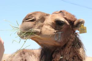 Happy Camels Provide Healthier Milk: A comprehensive Response from Julia.