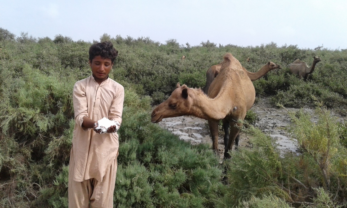 Camel Milk is Rich with Anti-inflammatory Agents