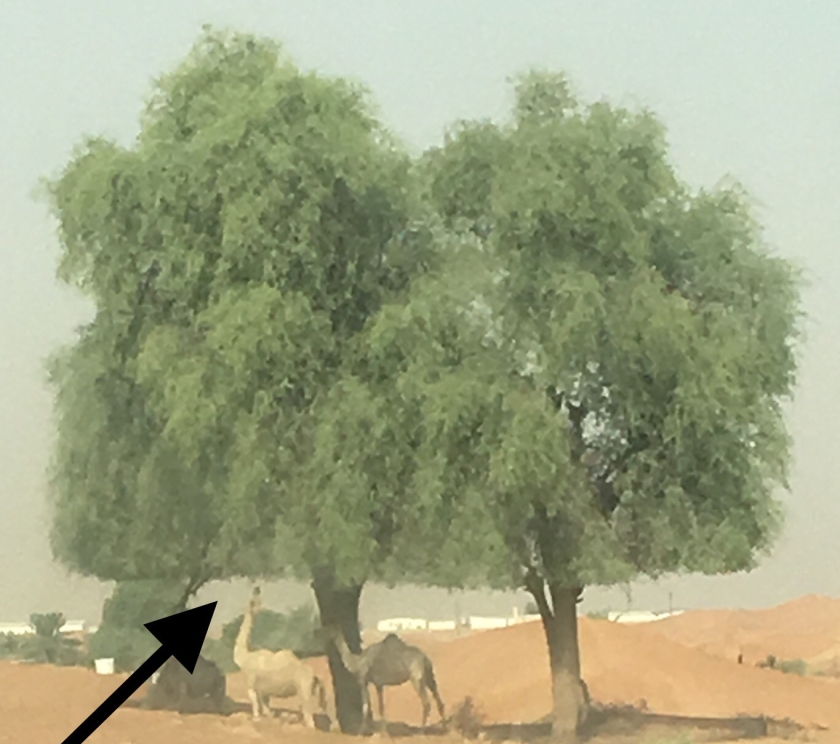 The camel Art of the Tree