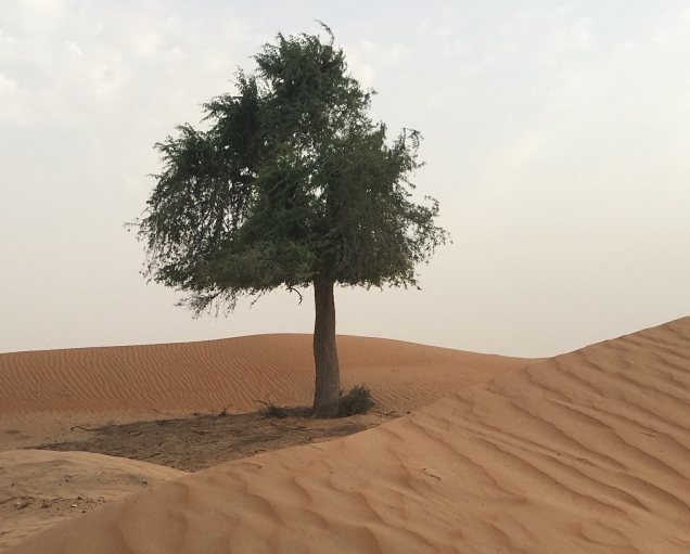 Prosopis tree deep in the desert