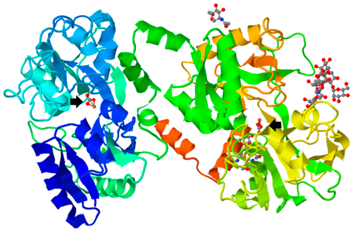Explore the Novel Antimicrobial Molecule ‘LACTOFERRIN’ in Camel Milk