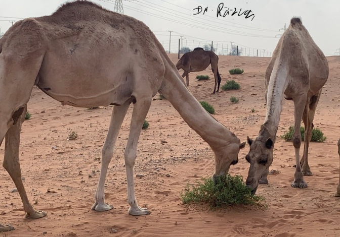 Camels browsing on Zygophyllum qatarense